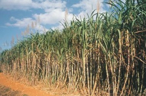 Bio-fuel – Ethanol – fuel for the 21st Century